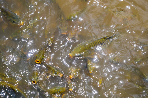 angry fishes in the river. the fish farm in nuwara eliya sri lanka- waiting feed