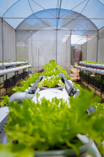 Closup of Green vegitable verticulture farm, plant vegetables vertically in used pipes and buckets in Nuwara Eliya Vegitable Farm