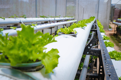 Green vegitable of verticulture farm, plant vegetables vertically in used pipes and buckets in Nuwara Eliya Vegitable Farm