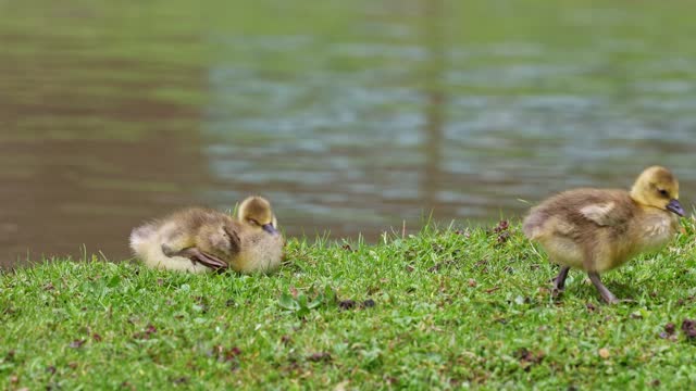 Beautiful yellow fluffy greylag goose baby gosling in spring, Anser anser