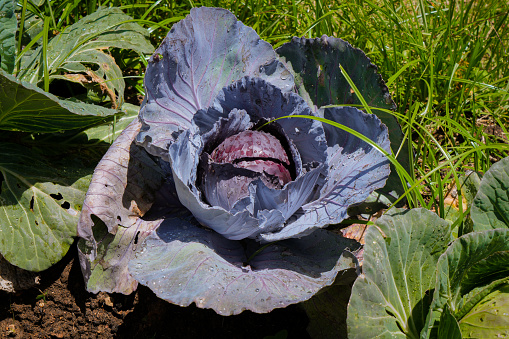 Fresh cabbage heads in a garden, ready for harvest