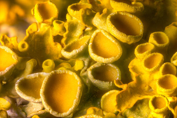 Yellow maritime sunburst lichen - Xanthoria parietina - background