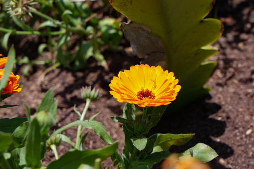 Yellow marigold flower closup shot in Nuwara eliya