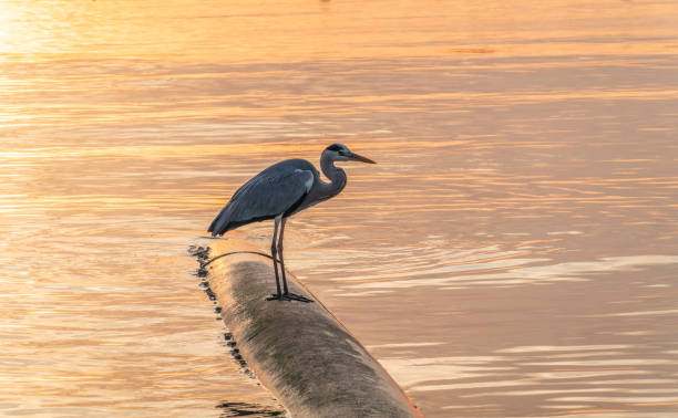 istock A heron hunting in the sea. Grey heron on the hunt 2148574397
