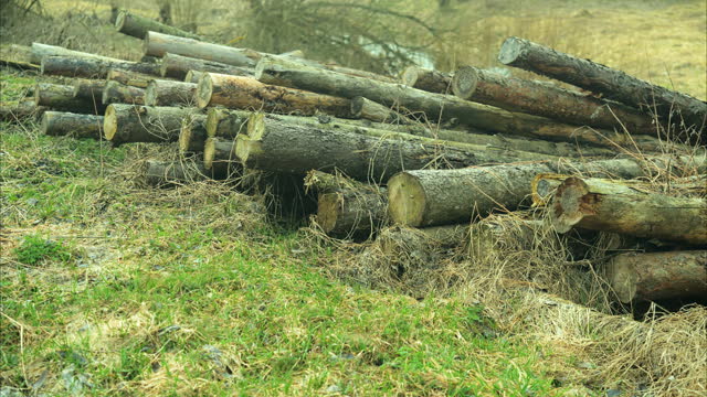 Cut down trees lying on the ground.
