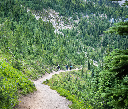 Three people hiking Sunrise Trail at Mount Rainier National Park in summer. Washington State.