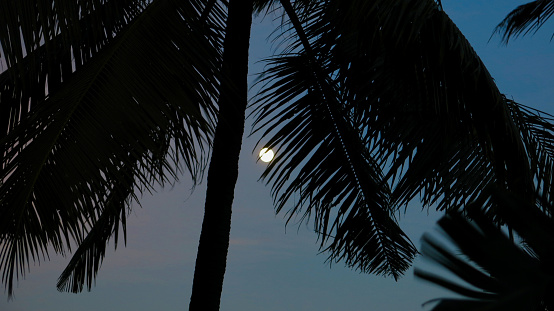 Silhouette of a palm tree with branches against the background of the night sky on a full moon.