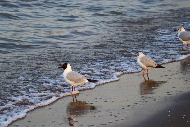 Seagulls stand along the wave on the beach, with their reflection in the beach.