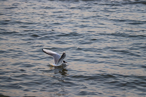 A seagull is landing into the sea wave, spreading its wings.