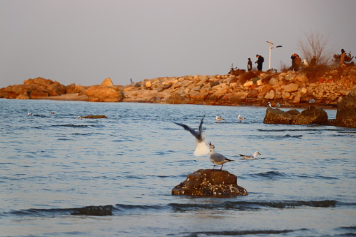 Two seagulls are fighting for a reef, while one already stands on it and the other is trying to land on the reef.