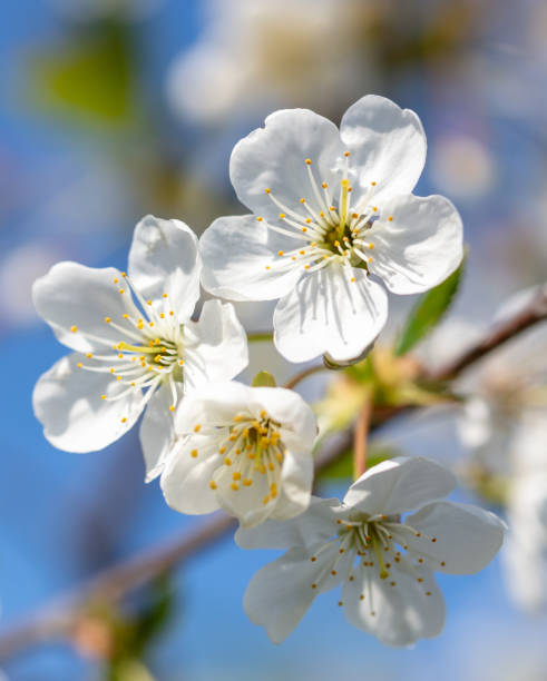 istock Flowers on a plum tree against the blue sky in spring. Close-up 2148575961