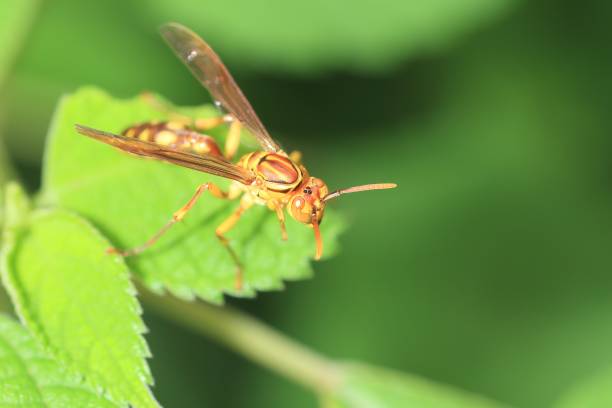 istock Indian paper wasp (Parapolybia indica) in Japan 2148576005