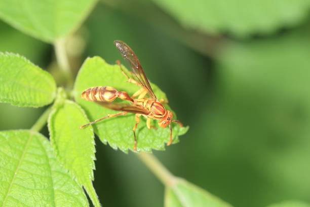 istock Indian paper wasp (Parapolybia indica) in Japan 2148576007