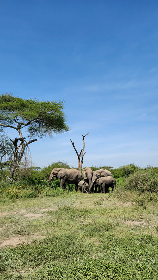 An elephant family in the forest