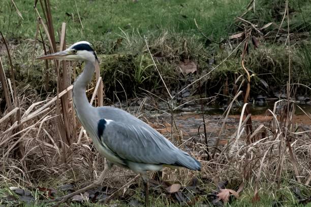 istock Heron goes for a walk in the park 2148576533