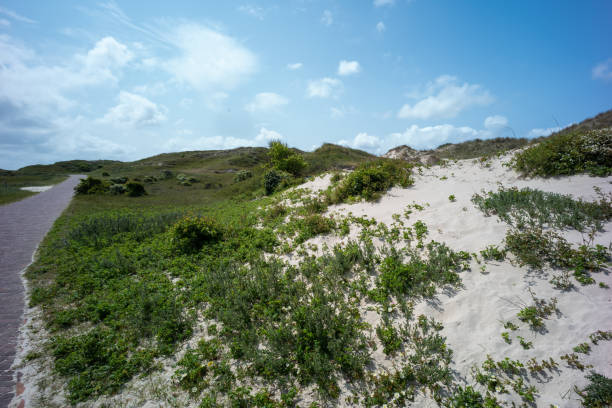 View of the dune landscape near Egmond aan Zee/Netherlands on the North Sea on a sunny day