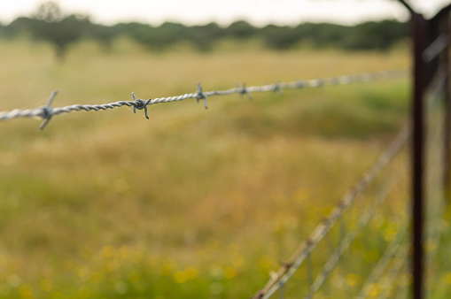 Natural defense: detail of barbed wire on the livestock fence.