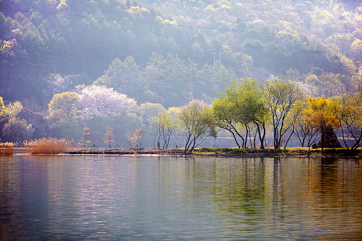 spring scenery by the river