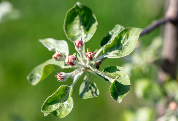 Flowers on an apple tree in spring. Close-up.