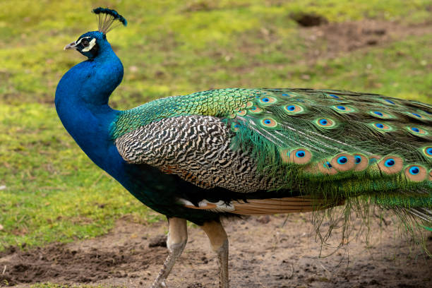 istock peacock with feathers in the sun 2148577706