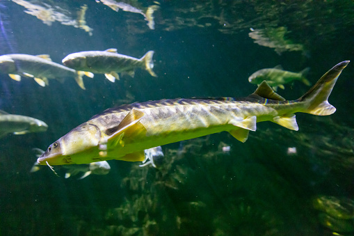Sturgeon fish swims in an aquarium.