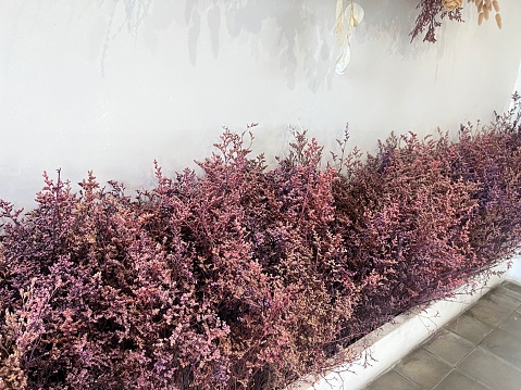Dry purple bush flower and grass lavender for interior decoration
