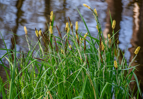 Sharp sedge, ornamental grass grows near the pond, a soothing view