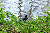 An alert male blackbird stands on the river bank and listens