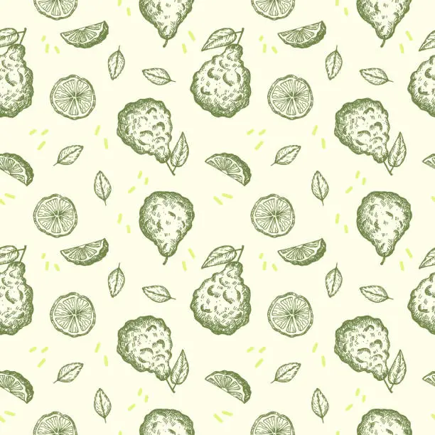 Vector illustration of Bergamot seamless pattern. Repeating background with engraved citrus fruit plant for textile, wrapping, card, label, template, print, paper. Aromatherapy, flavouring tea, bergamot oil, cosmetics