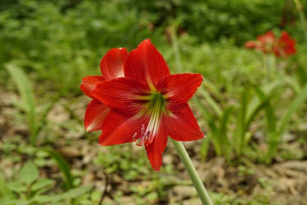 Red Amaryllis in macro