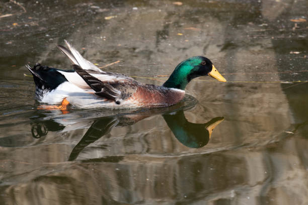 istock Happy Mallard Duck floating in the lake 2148579215