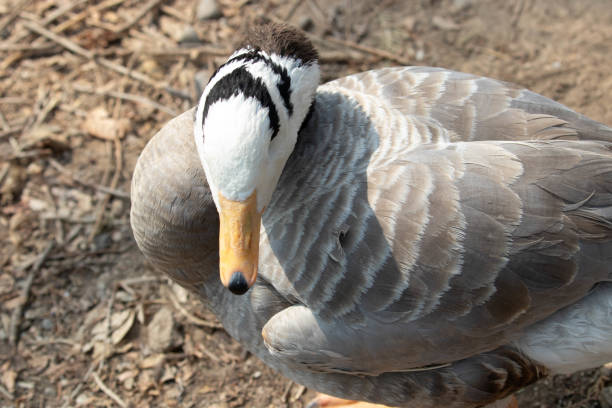 istock Close up Bar-Headed Goose 2148579445