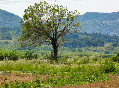 Landscape photo featuring a tree in provencal nature with a portion of the Alpilles mountains in the background. This nature photograph was taken in Provence in France.