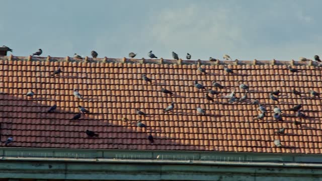 A Flock Of Pigeons On A Rooftop