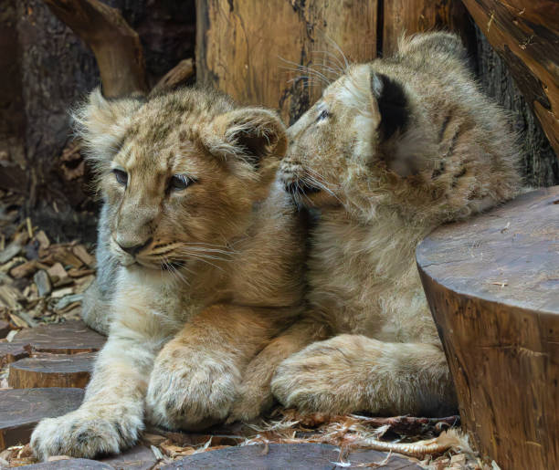istock Pair of Indian lions 2148580885