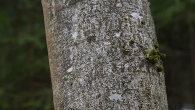 Dark alder tree trunk in forest