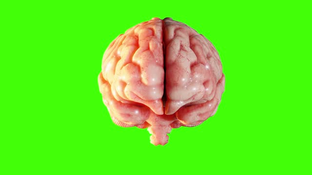 3D brain rotating isolated on green screen. Loop animation