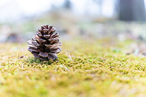 A pinecone of the moss
