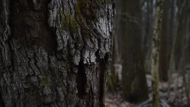 Dark oak tree trunk in forest