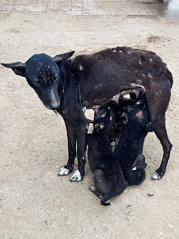 Stock photo showing close-up view of a malnourished, feral bitch standing on Indian city street with her two puppies suckling from her teats.Unfortunately, all three animals are suffering from mange, a skin condition caused by parasitic mites that have bald patches all over the dogs.