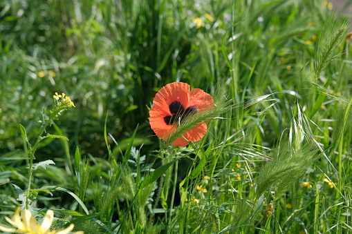 Red poppy on a green background. blooming spring field with red poppy flowers on a green field