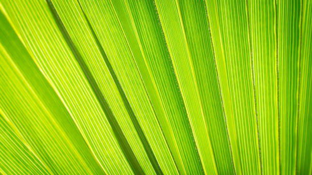 istock Close up of Palm leaf. Green palm tree leaf close up background. 2148582576