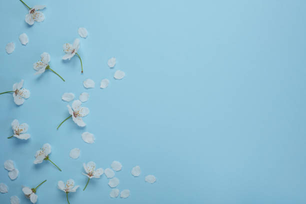 istock Beautiful spring background with cherry tree flowers. Arrangement of white sakura bloom on light blue background. Soft floral frame. Top view, flay lay. Space for text. 2148582730