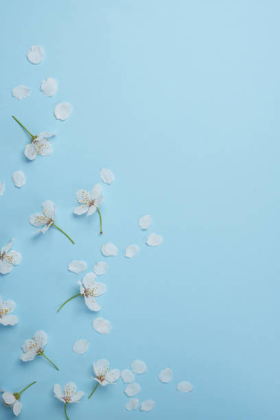 istock Beautiful gentle spring white flowers on a blue background top view, flat lay with space for text. Greeting card with delicate flowers. Blue floral background. 2148582735