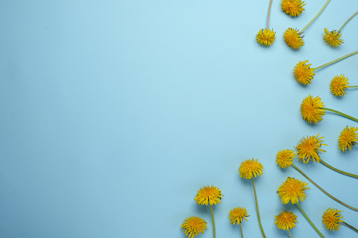 Flowers composition. Pattern made of yellow dandelions on a blue background. Flat lay, top view, copy space concept.