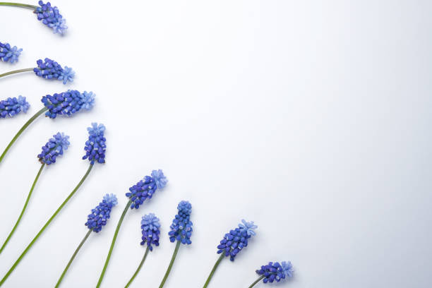 Tiny blue flowers veronica polita, isolated on a white background.