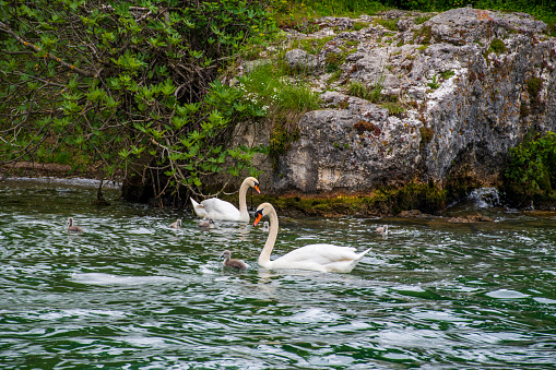 Landscape of Rhine river with Mute Swan