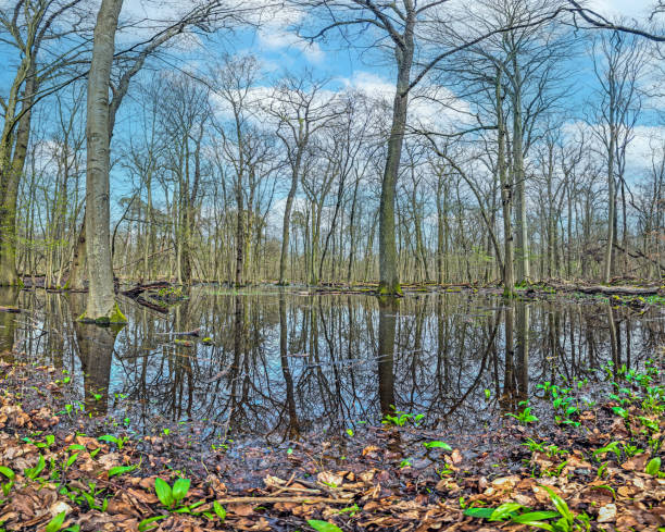 defaultImage of leafless trees standing in a swamp and reflected in the water during the day