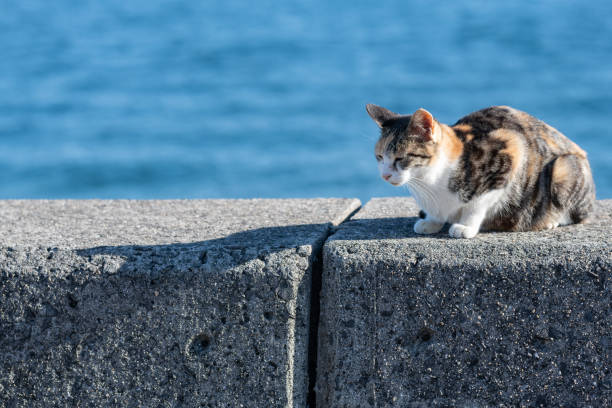 istock Cat relaxing on the embankment 2148583254