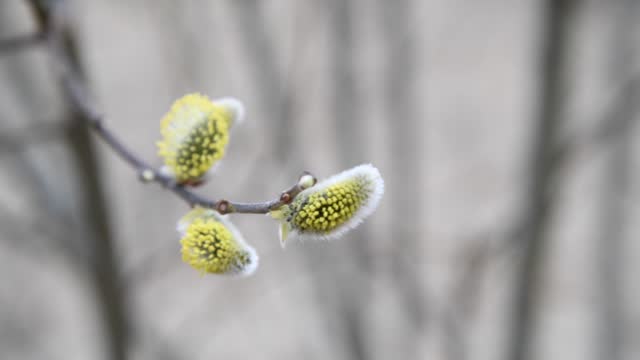Yellow pussy willow female flowers